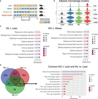 Weight cycling induces innate <mark class="highlighted">immune memory</mark> in adipose tissue macrophages
